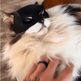 Cat Batman Mask  Unleash Your Cat's Inner Hero! photo review